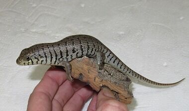 ¥¼¥Ö¥é¥¹¥¥ó¥¯