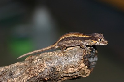 12���������륲�å���CB