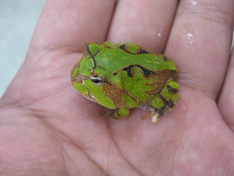アマゾンツノガエル ベビーがやって来た 爬虫類倶楽部ファームブログ