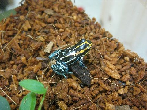 ヤドクガエル 新着！！ : 爬虫類倶楽部ファームブログ