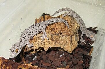 ¥¦¥£¥ê¥¢¥à