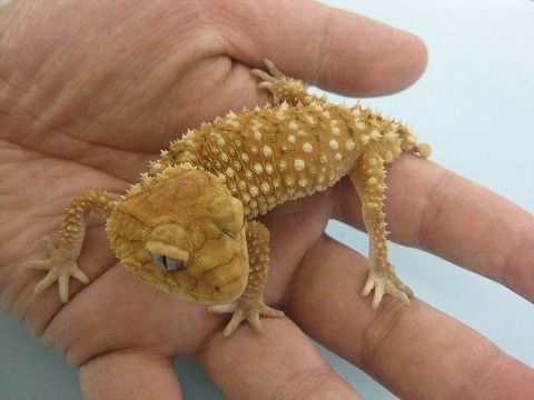 ミイラ化したヤモリ 天然乾燥 自然乾燥 - メルカリ