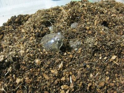 アメフクラガエルを飼ってみよう 爬虫類倶楽部ファームブログ アメフクラガエルを飼ってみよう 爬虫類倶楽部ファームブログ