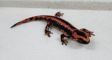 ¥½¥ê¥ó¥°¥ì¥Ã¥É