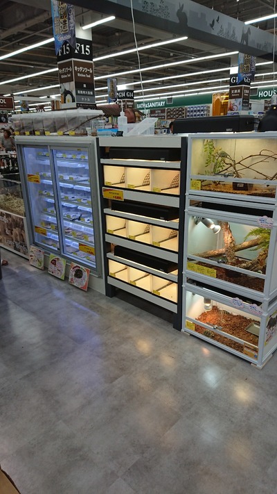 ホームセンタームサシ ニコペット久喜菖蒲店 In 埼玉 グランドオープン 爬虫類倶楽部ファームブログ ホームセンタームサシ ニコペット久喜菖蒲店 In 埼玉 グランドオープン 爬虫類倶楽部ファームブログ