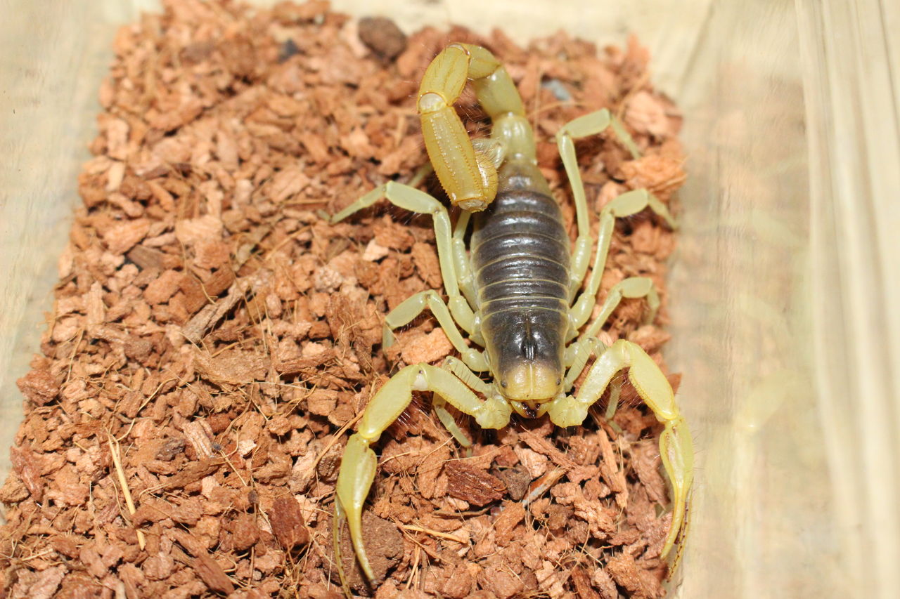 16年02月18日 爬虫類倶楽部ファームブログ 16年02月18日 爬虫類倶楽部ファームブログ