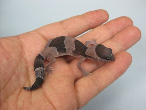 ニシアフリカトカゲモドキ