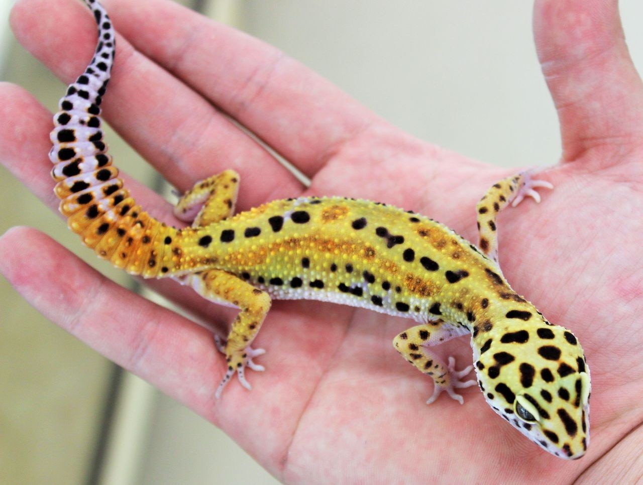 爬虫類倶楽部ファームブログ