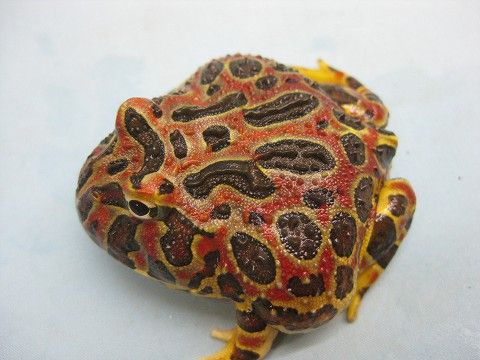 ツノガエル特集】 ＆ 【新入荷】 : 爬虫類倶楽部ファームブログ