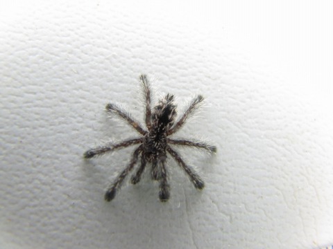 お薦めタランチュラご紹介 爬虫類倶楽部ファームブログ お薦めタランチュラご紹介 爬虫類倶楽部ファームブログ