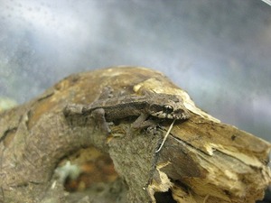 IMG_5425