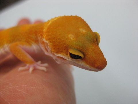 新着第一弾!!!!! : 爬虫類倶楽部ファームブログ 新着第一弾!!!!! : 爬虫類倶楽部ファームブログ