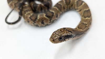 PXL_20251008_113205614~2