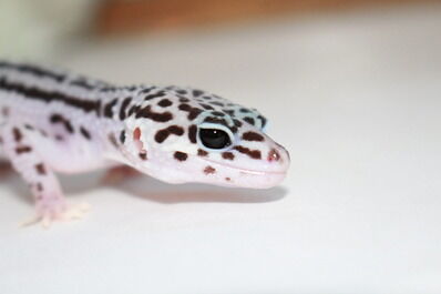 �����ޥ���