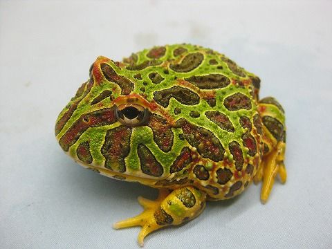 ツノガエル ショッピングカート 『ツノガエル』生体更新しました : 爬虫類倶楽部