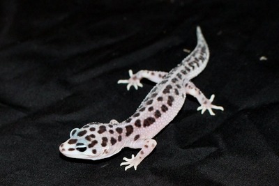 �����ޥ�