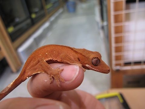 ガーゴイルゲッコー／クレステッドゲッコー 大量入荷しました : 爬虫類 