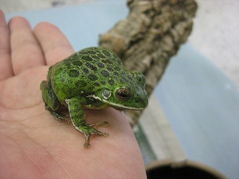 新着UPしました。 : 爬虫類倶楽部ファームブログ