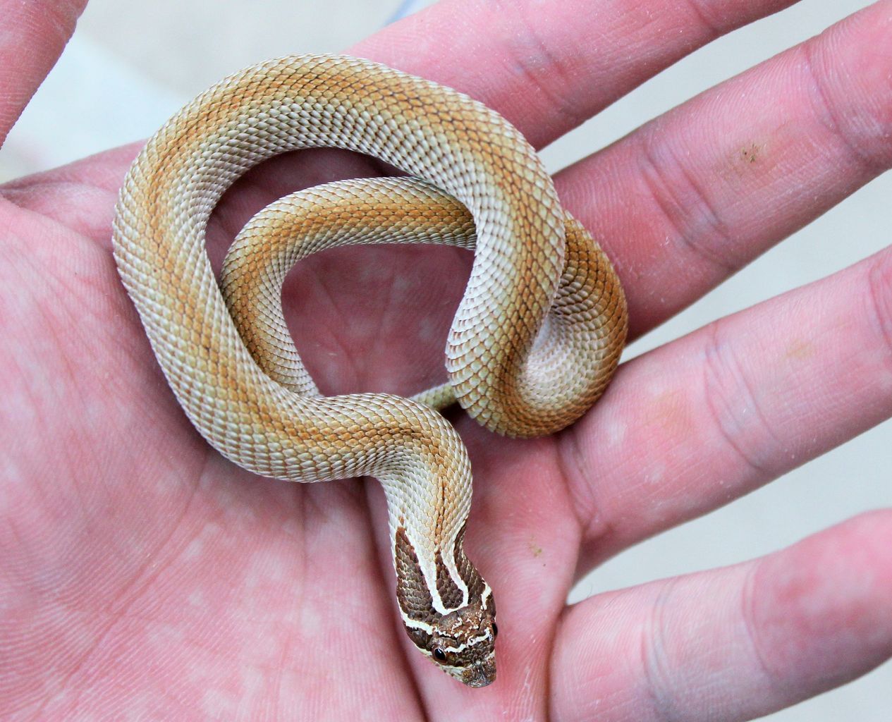 千代田店より ヘビ新入荷 爬虫類倶楽部ファームブログ