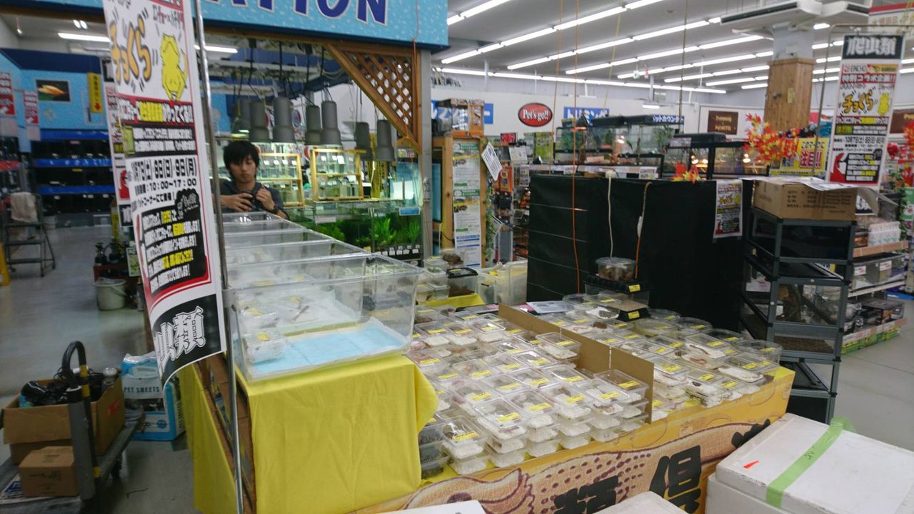 イベント 爬虫類倶楽部ファームブログ