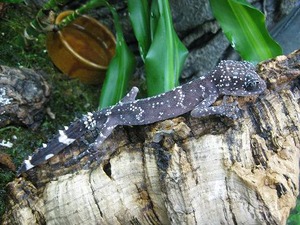IMG_5455