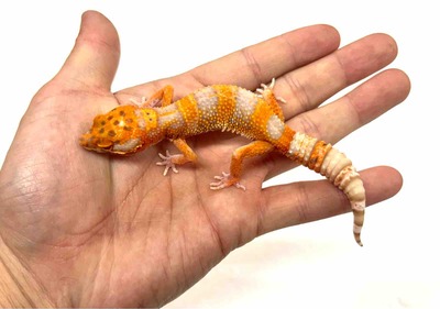 FullSizeRender