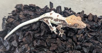 PXL_20251127_071402182