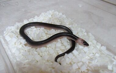 ¥µ¥ó¥Ó¡¼¥à