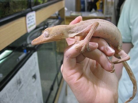 マダガスカル アメリカ などなど 入荷 爬虫類倶楽部ファームブログ マダガスカル アメリカ などなど 入荷 爬虫類倶楽部ファームブログ