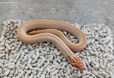 PXL_20251127_051924407~2