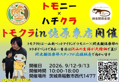 ����å������ߤȤ⤯�鷯