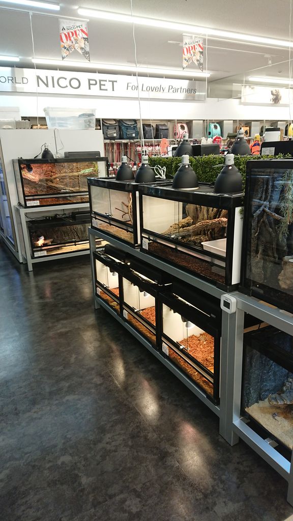 11 28日本日open Animal World Nico Pet 横浜瀬谷店 爬虫類倶楽部ファームブログ