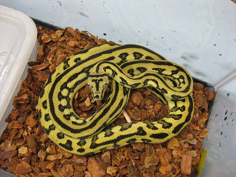 カーペットパイソン 特集!! : 爬虫類倶楽部ファームブログ