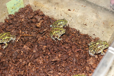 アフリカウシガエル 大型血統ペア Toptrofeus Com Br