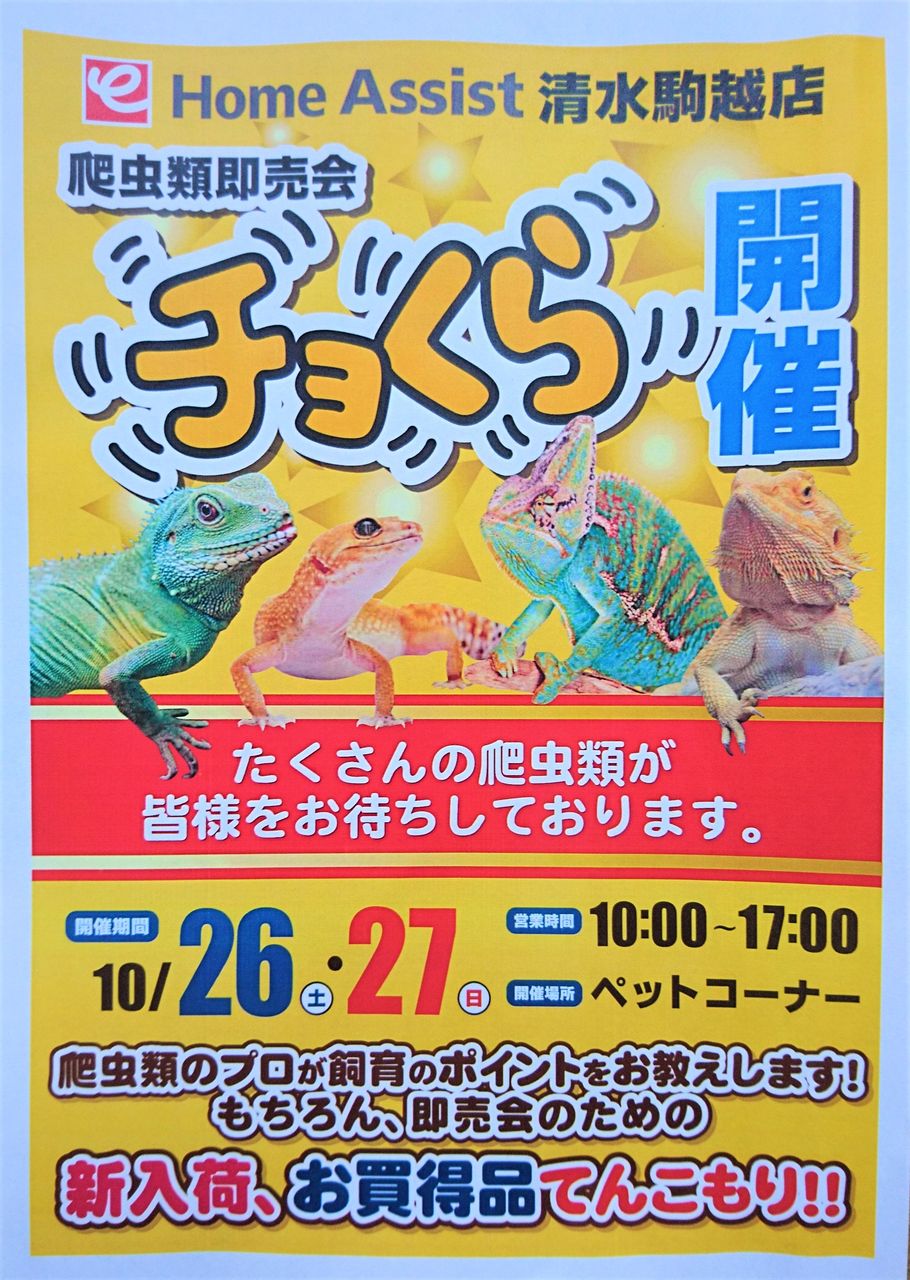 リクエスト募集 チョクラin島田店 11 2 土 3 日 爬虫類倶楽部ファームブログ リクエスト募集 チョクラin島田店 11 2 土 3 日 爬虫類倶楽部ファームブログ