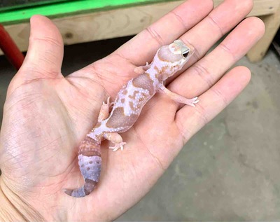 FullSizeRender