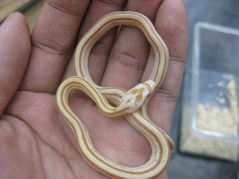 コーンスネーク更新しました 爬虫類倶楽部ファームブログ