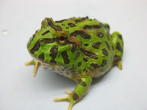 ベルツノ クランウェル ミルキー タイガーサラマンダー入荷 爬虫類倶楽部ファームブログ ベルツノ クランウェル ミルキー タイガーサラマンダー入荷 爬虫類倶楽部ファームブログ