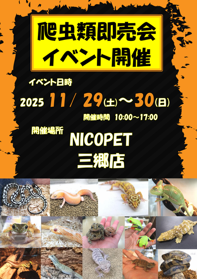 nicopet٥_01