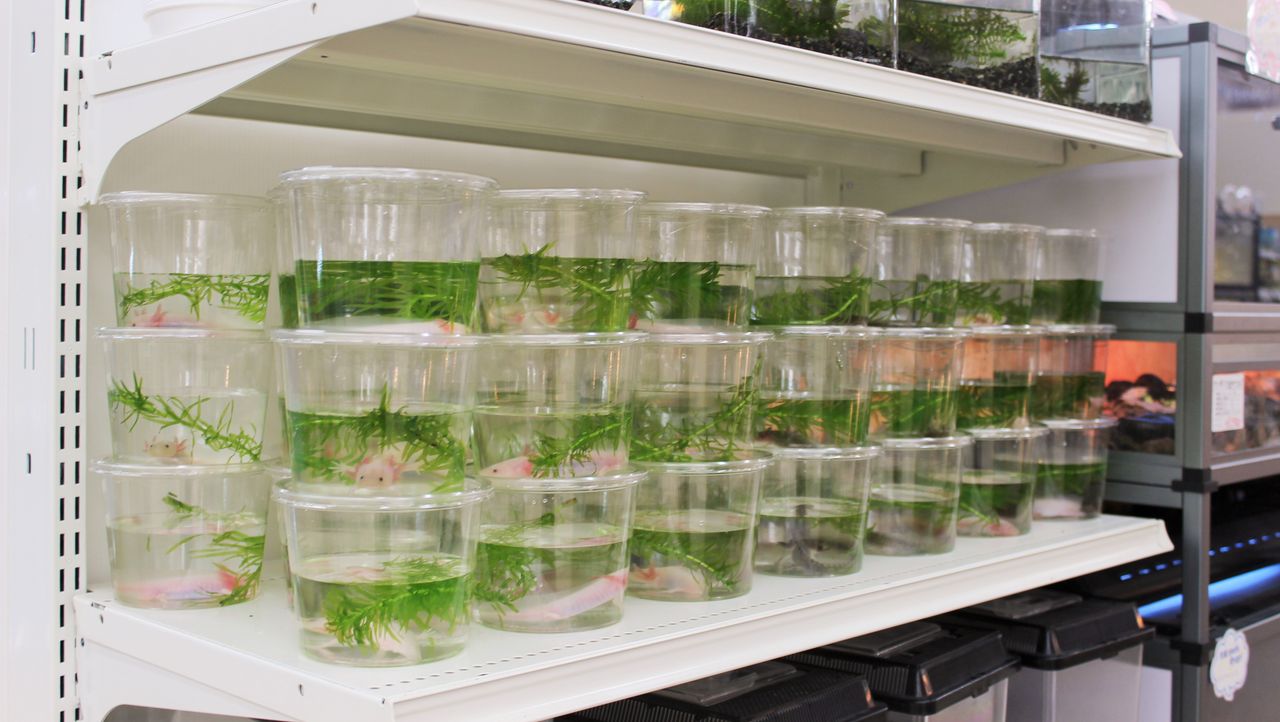 千代田店より ウーパールーパー大量入荷 爬虫類倶楽部ファームブログ