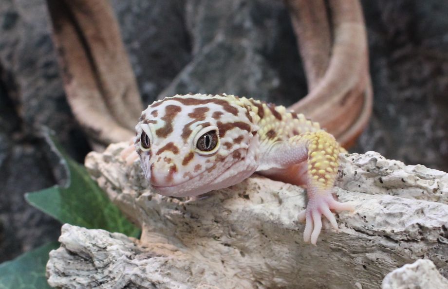 ヒョウモントカゲモドキを飼ってみよう レオパードゲッコー 爬虫類倶楽部ファームブログ