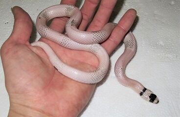 ¥Û¥ó¥¸¥å¥é¥ó¡¡¥¢¥Í¥ê¥Ð¥Ë