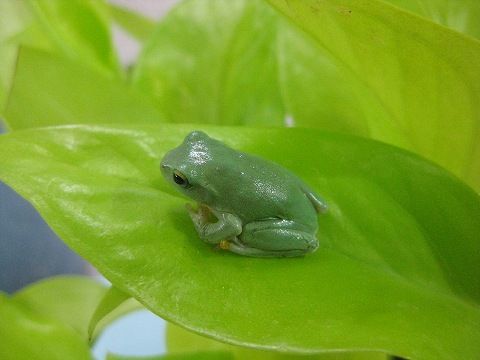 ツエイモリ アマガエルなど両生類大量入荷 爬虫類倶楽部ファームブログ