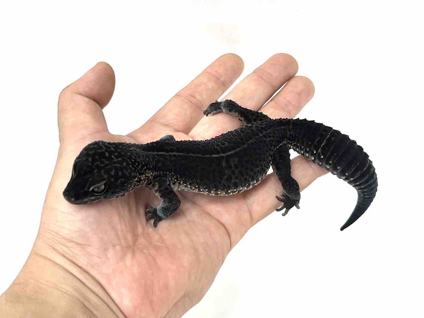 ジャック生体紹介！ハイクオリティブラックナイト沢山持っていき