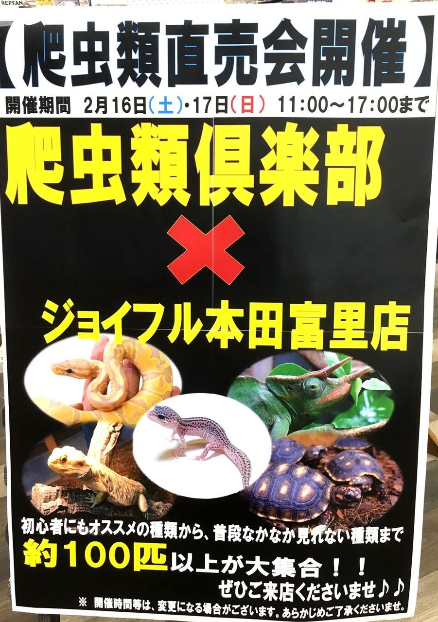 ジョイフル本田 富里店 爬虫類倶楽部ファームブログ