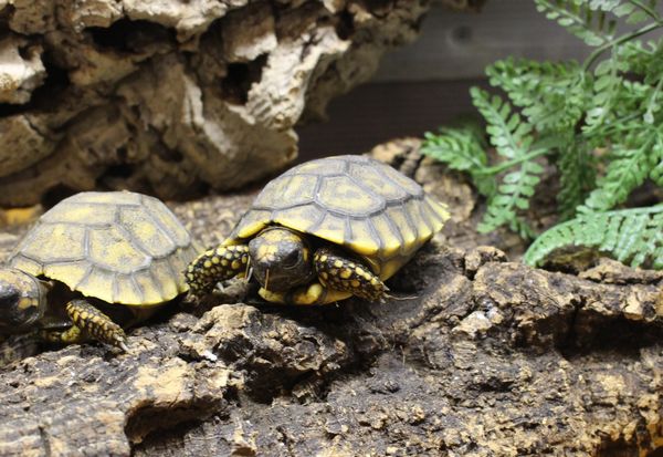 ジョイフル本田 富里店 爬虫類倶楽部ファームブログ