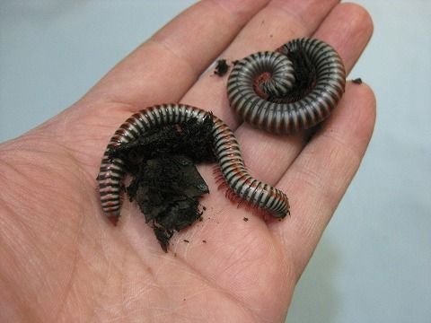 イモリ ムカデ ヤスデ タランチュラ 用品いろいろ 爬虫類倶楽部ファームブログ