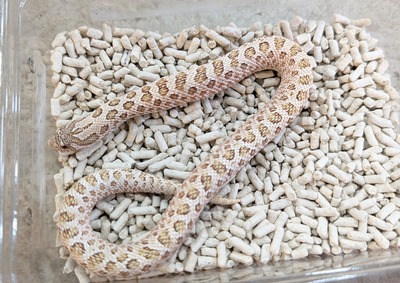 PXL_20251127_051736009~2