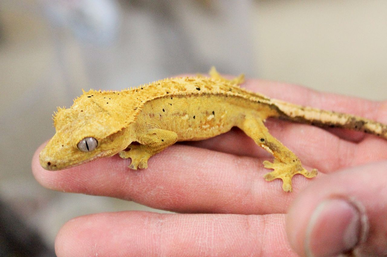 千代田店より ～クレス大量入荷！！！～ : 爬虫類倶楽部ファームブログ