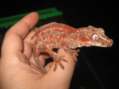 ��������å�00